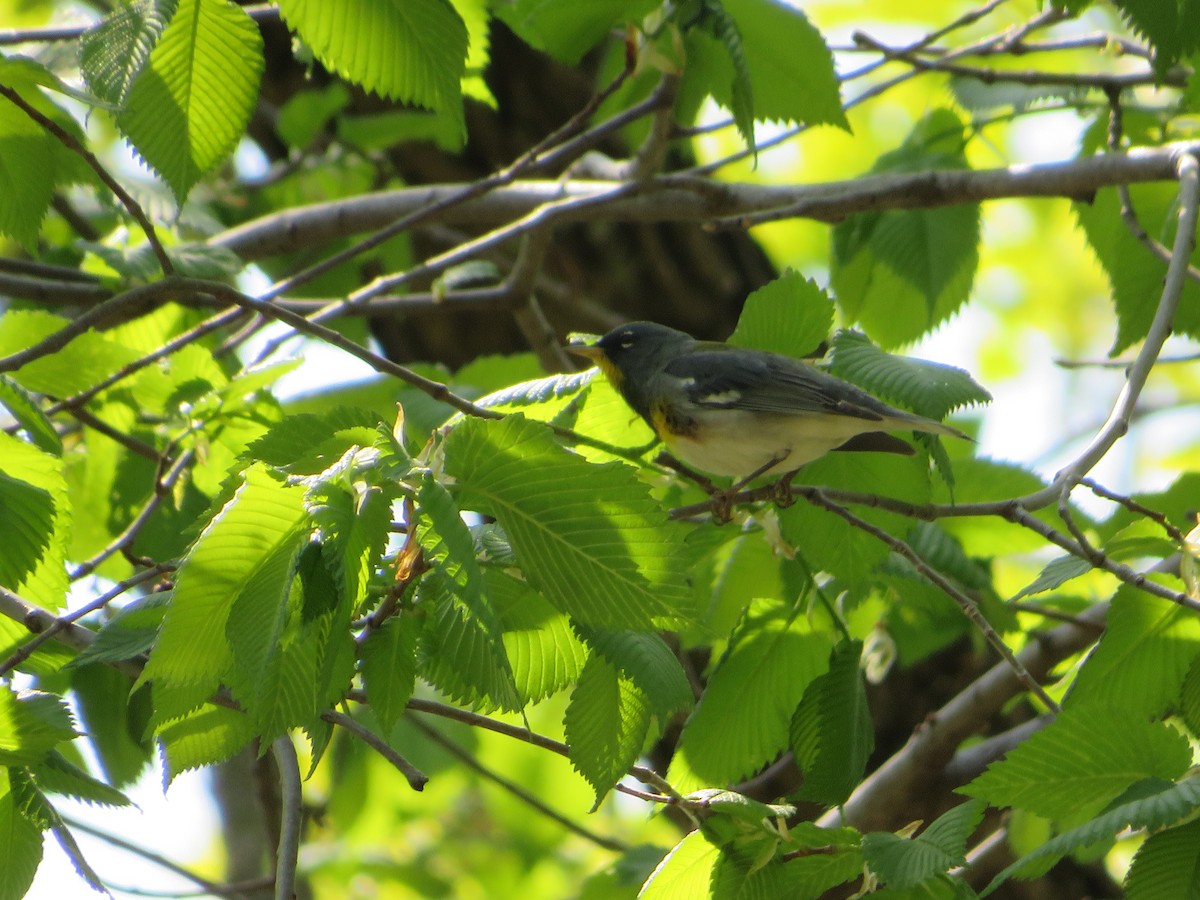 Northern Parula - Matthew Thompson