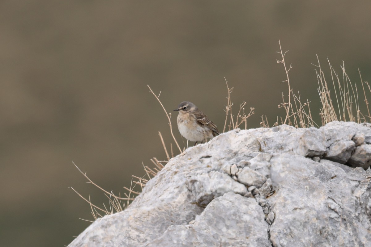 Water Pipit - Ian Thompson