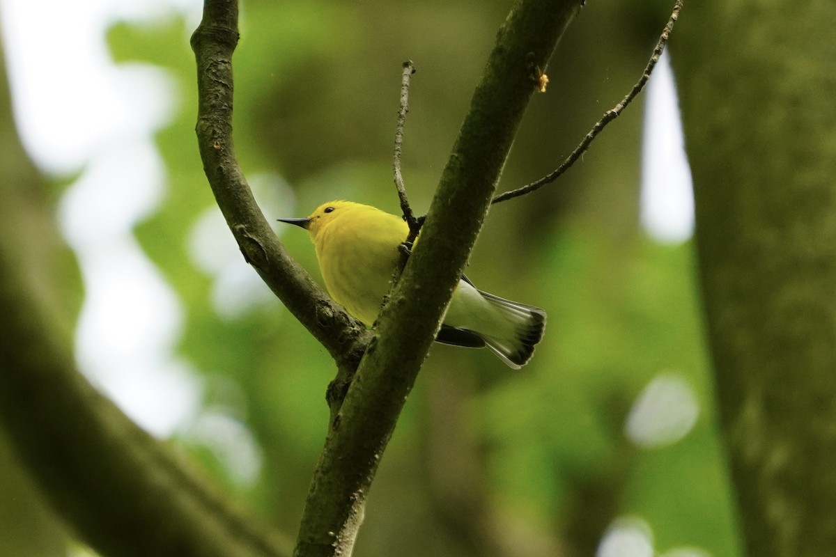 Prothonotary Warbler - Greg Hertler