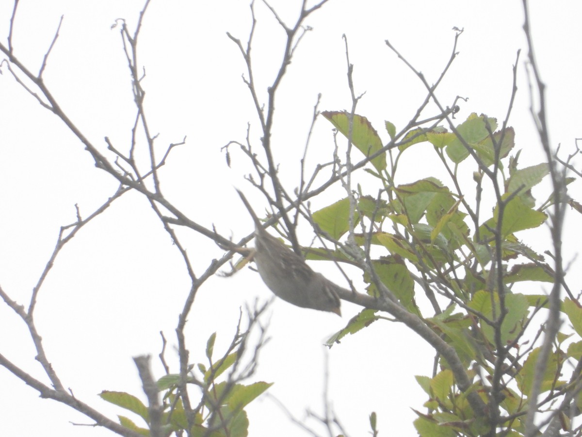 White-crowned Sparrow - Bill Holland