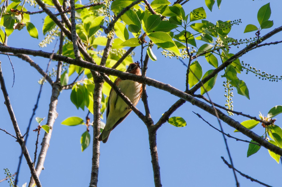 Bay-breasted Warbler - ML618855910