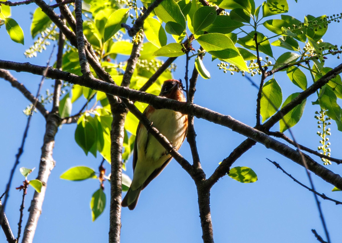 Bay-breasted Warbler - Michael Muchmore