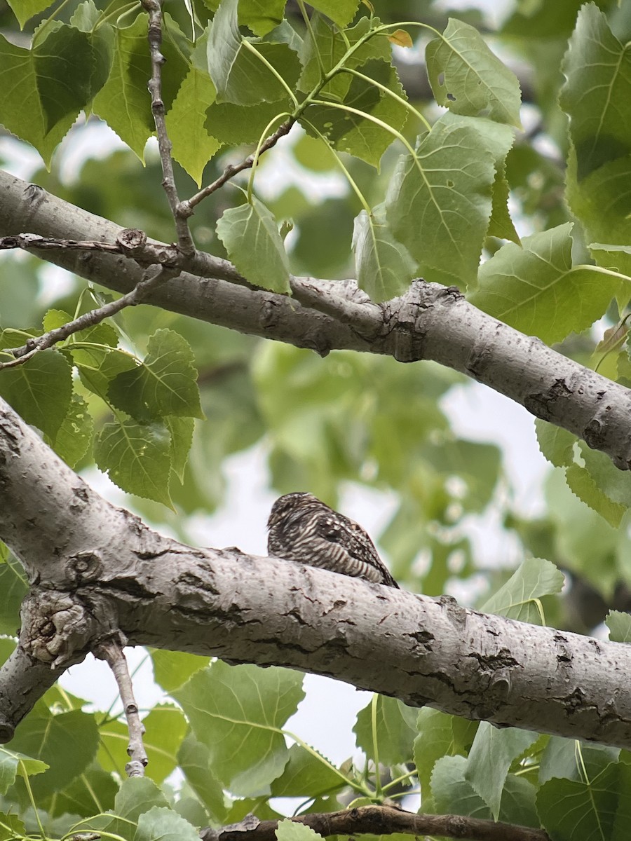 Common Nighthawk - Joanne Morrissey