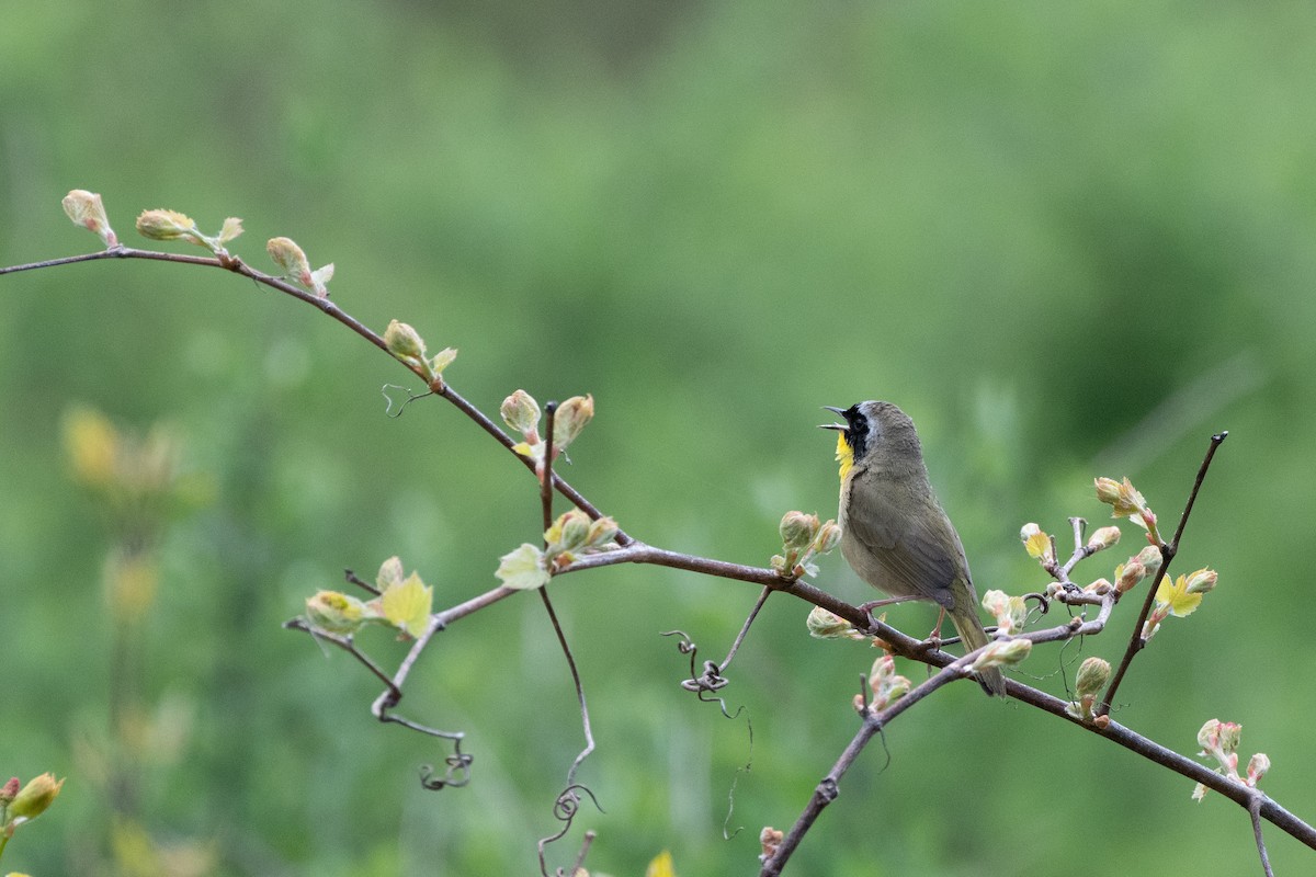 Common Yellowthroat - chris roberts