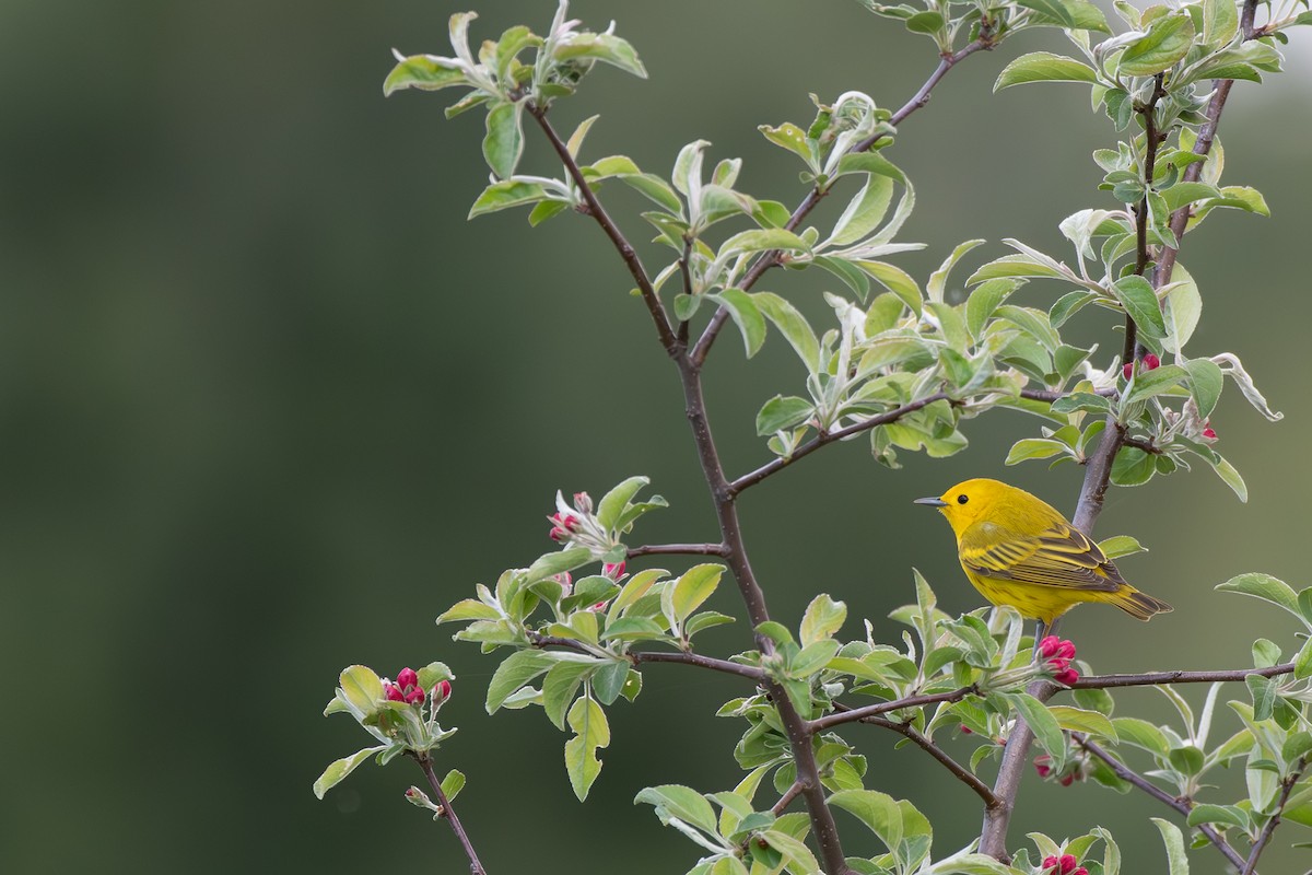 Yellow Warbler - chris roberts