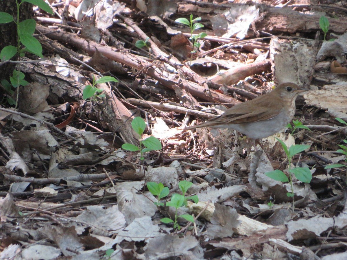 Veery - Matthew Thompson