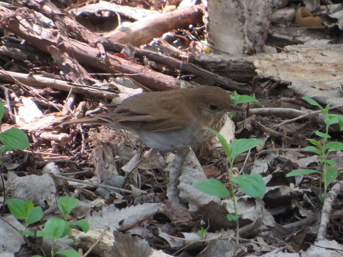 Veery - Matthew Thompson