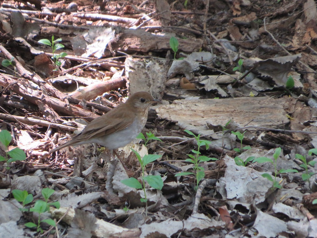 Veery - Matthew Thompson