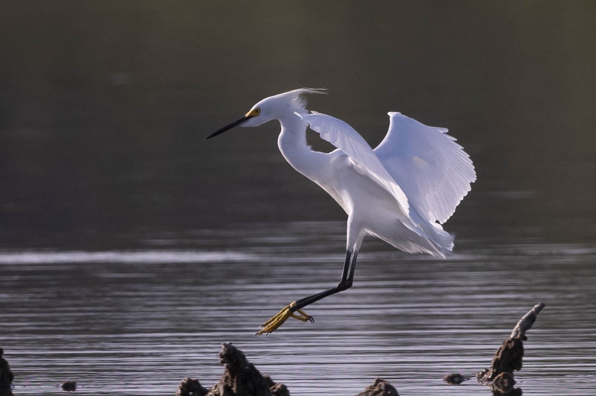 Snowy Egret - Felix León