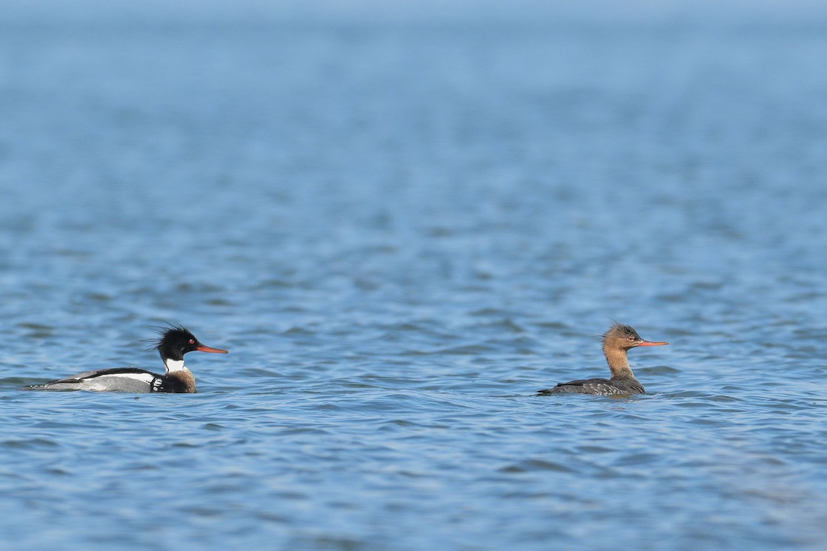 Red-breasted Merganser - Allan  Bigras