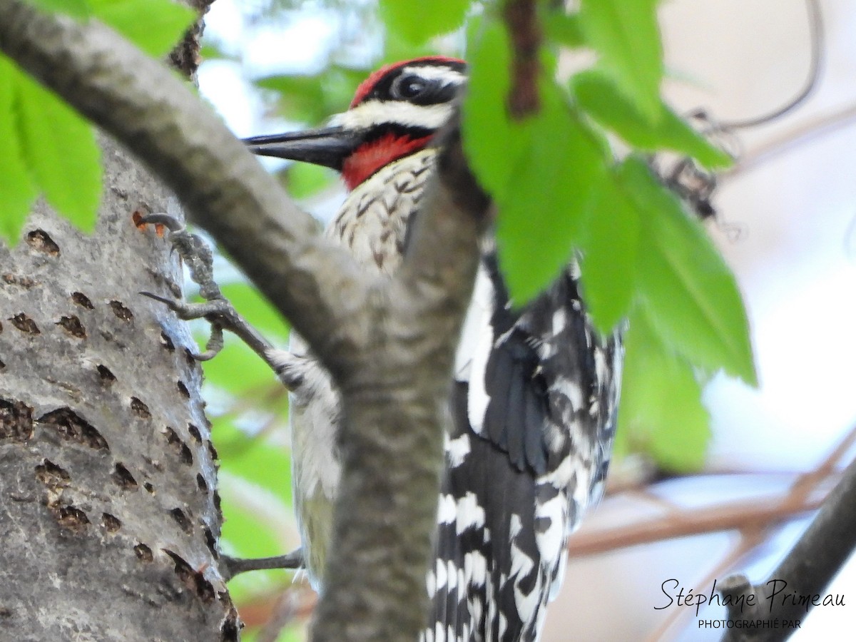 Yellow-bellied Sapsucker - Stéphane Primeau