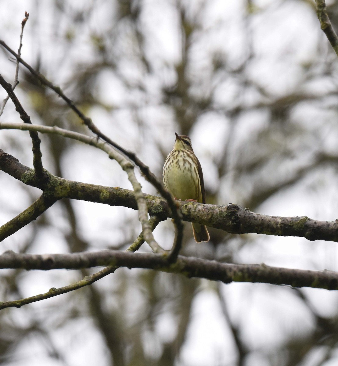 Louisiana Waterthrush - Rich Ashcraft