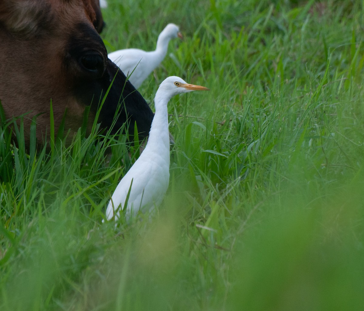 Western Cattle Egret - Alan Hentz