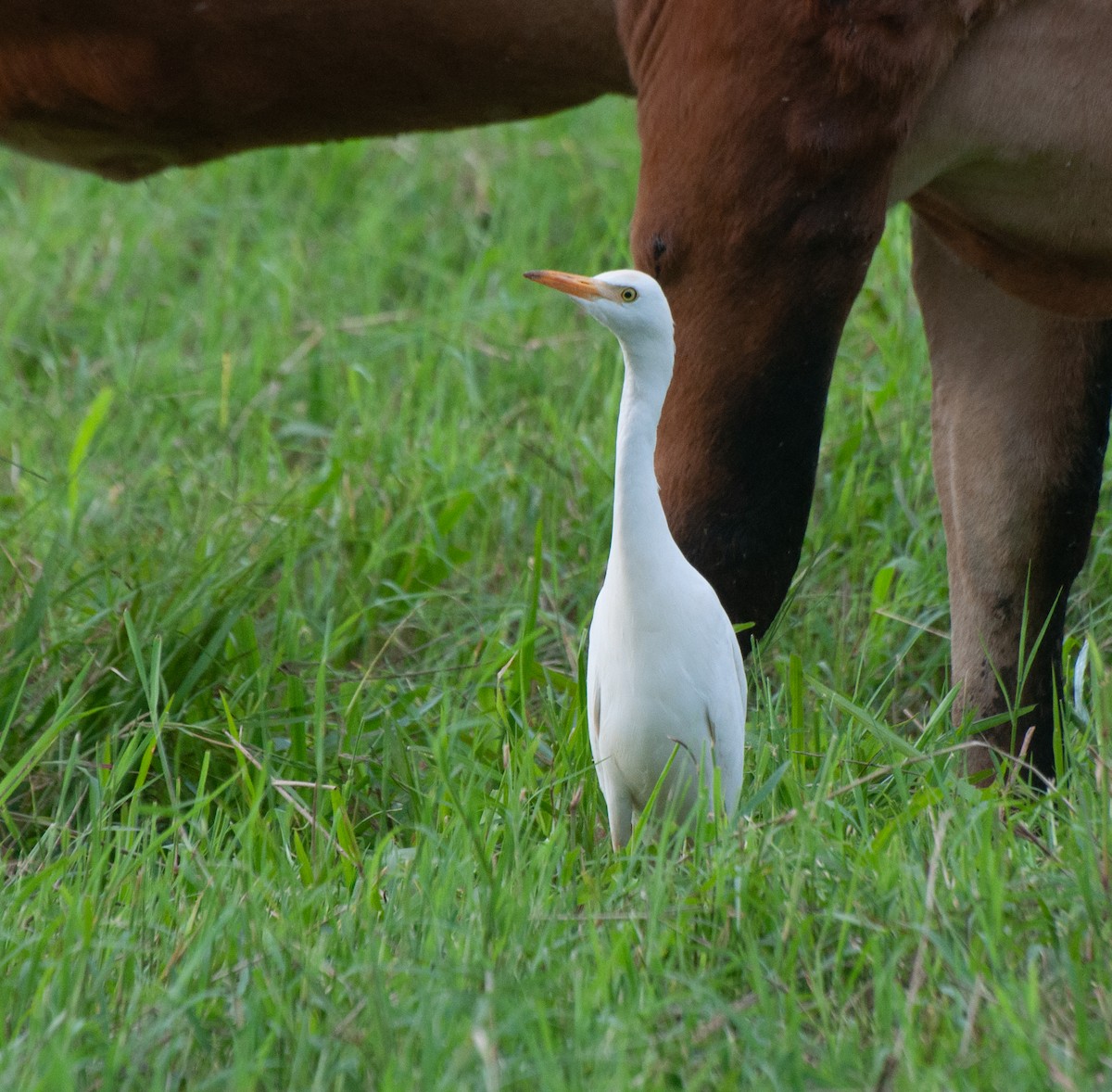 Western Cattle Egret - Alan Hentz