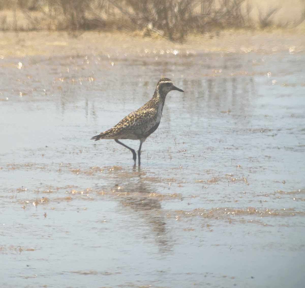 Pacific Golden-Plover - Matt Brady