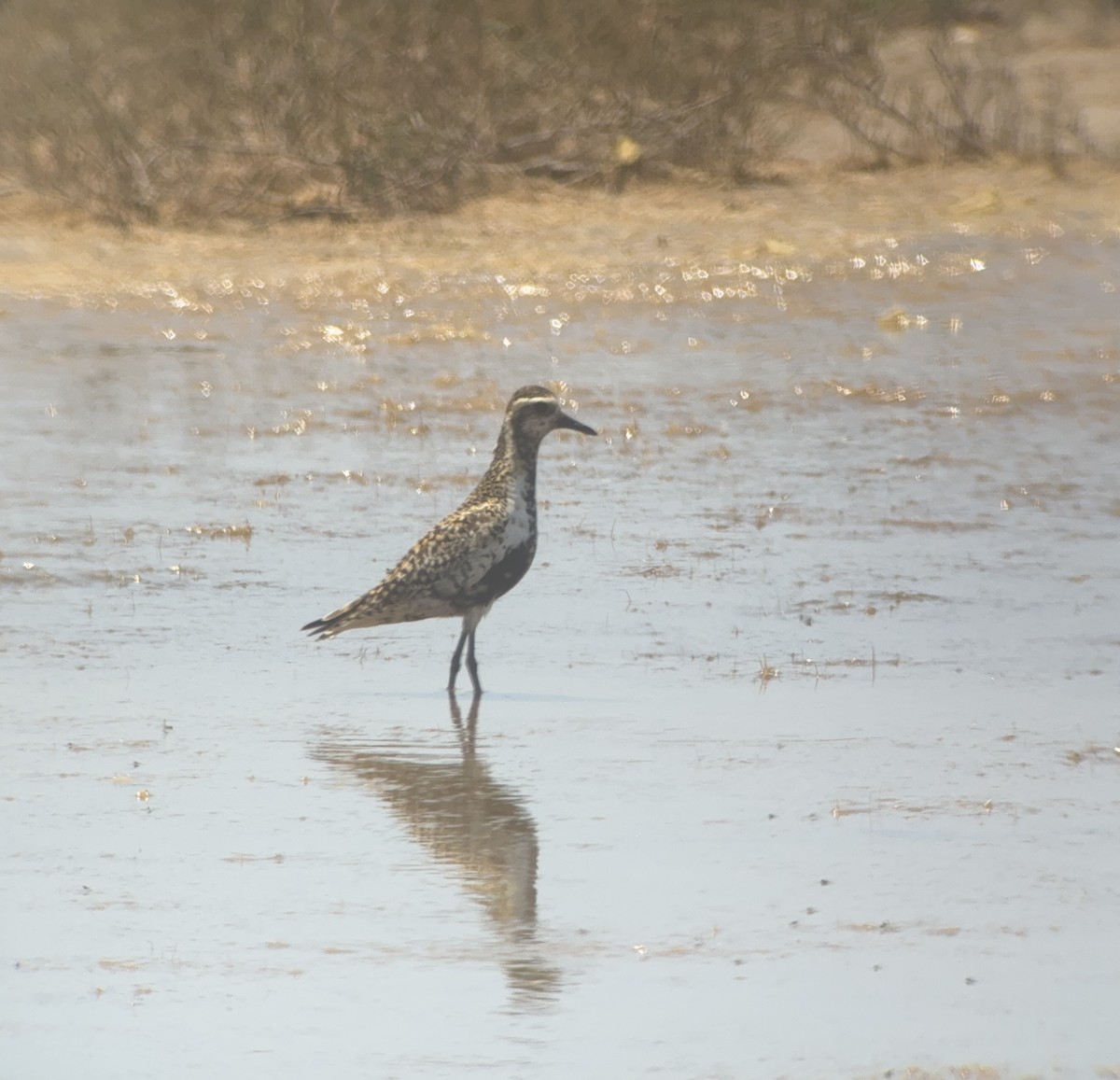 Pacific Golden-Plover - Matt Brady