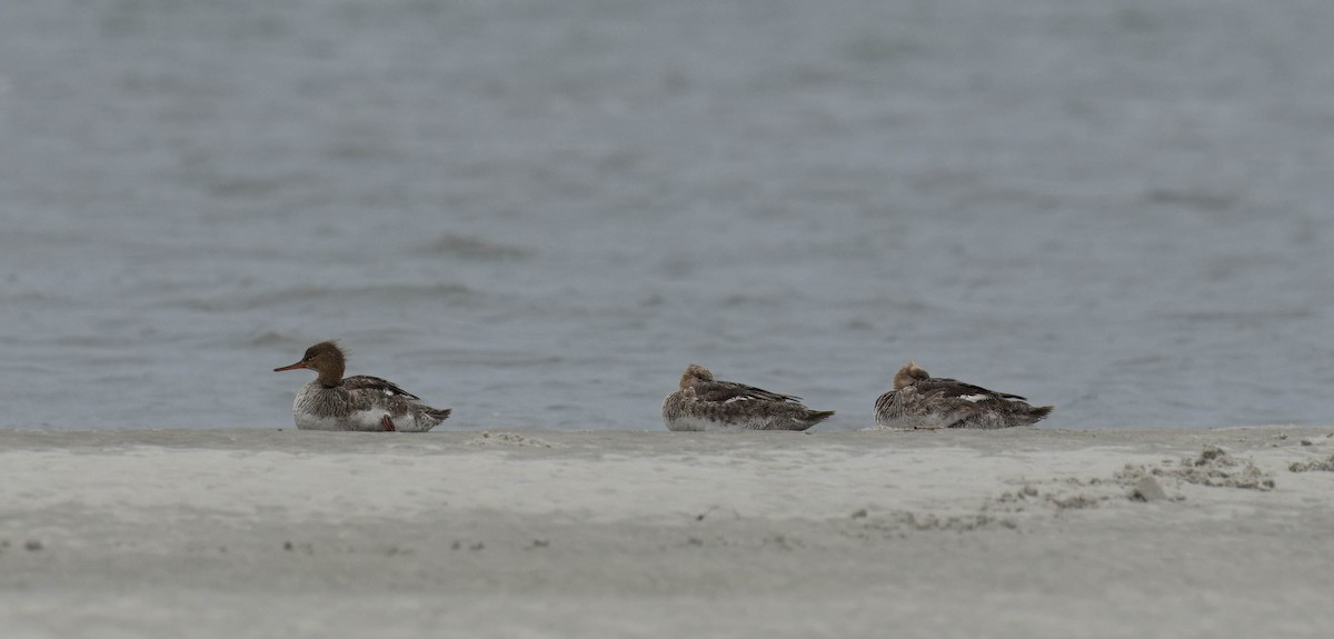 Red-breasted Merganser - Douglas Hughes