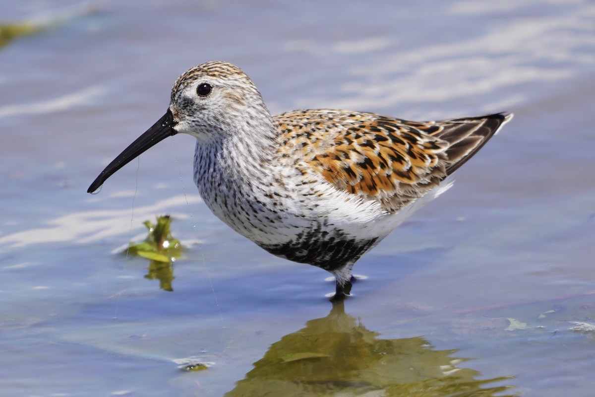 Dunlin - Greg Hertler