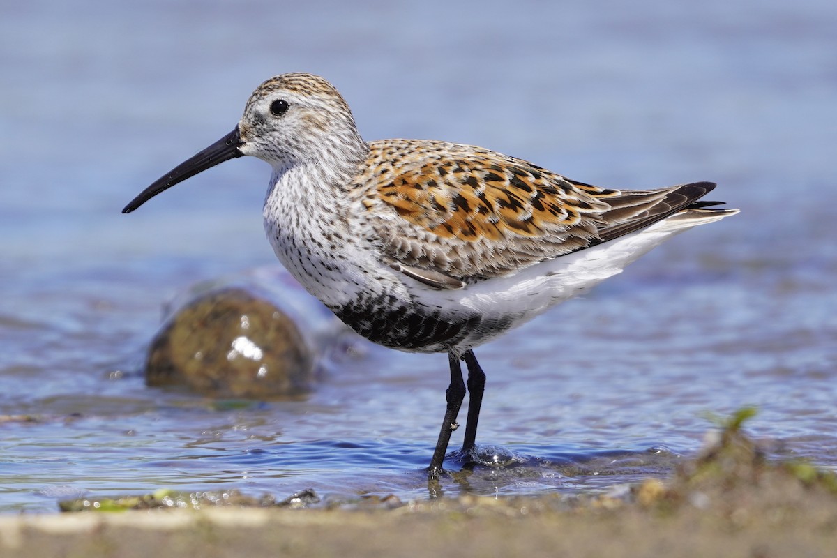 Dunlin - Greg Hertler