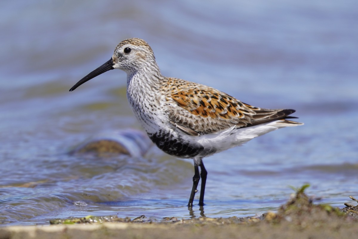 Dunlin - Greg Hertler