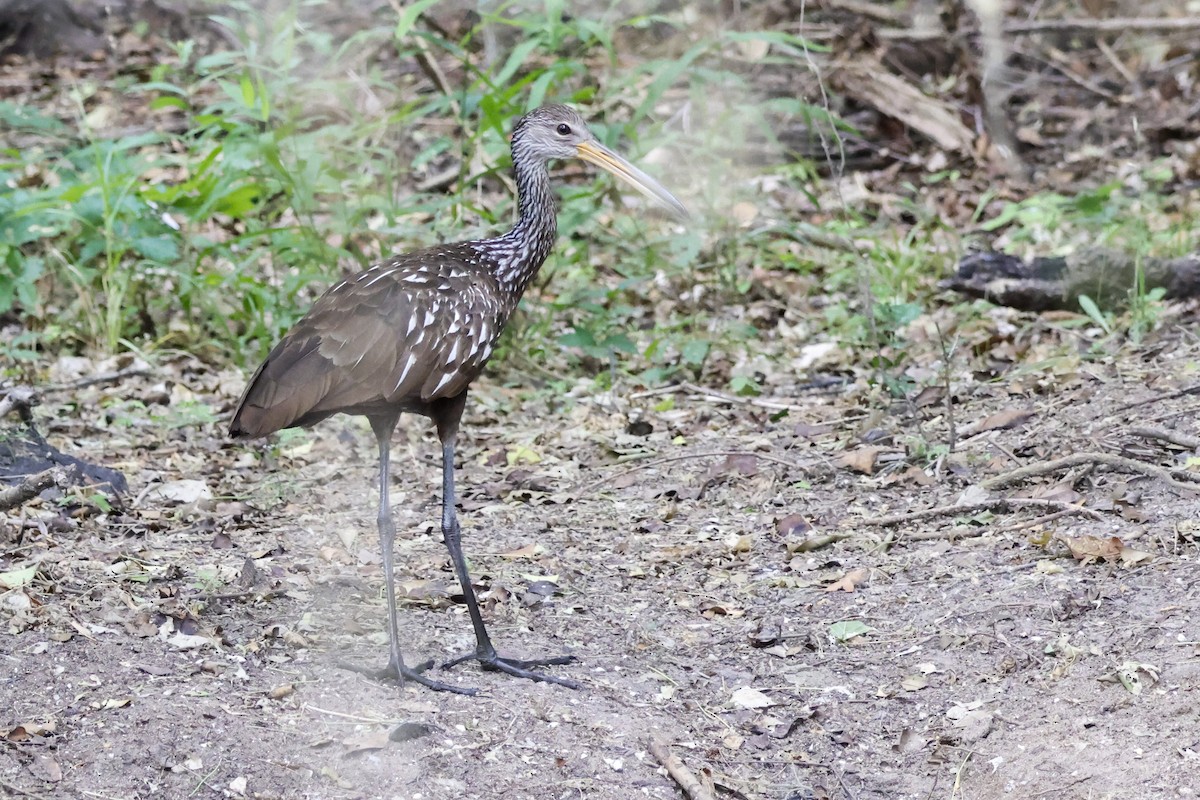 Limpkin - ML618856019