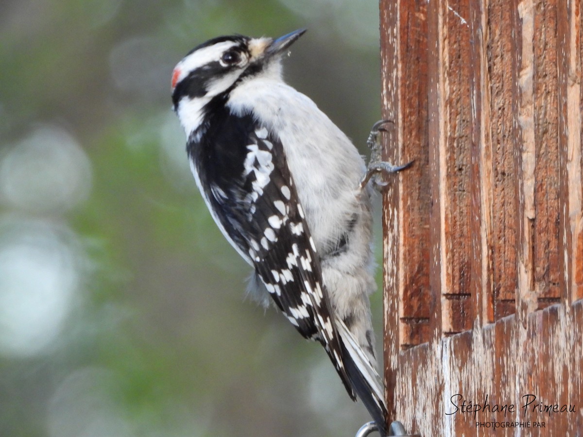 Downy Woodpecker - ML618856029