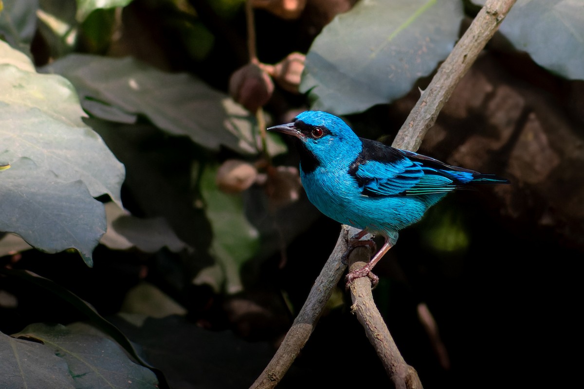 Blue Dacnis - Enéas Junior