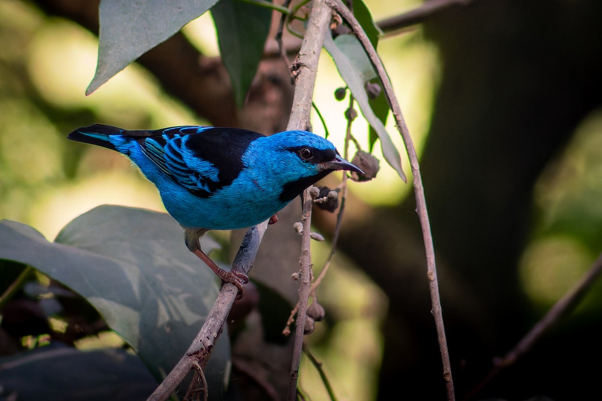 Blue Dacnis - Enéas Junior