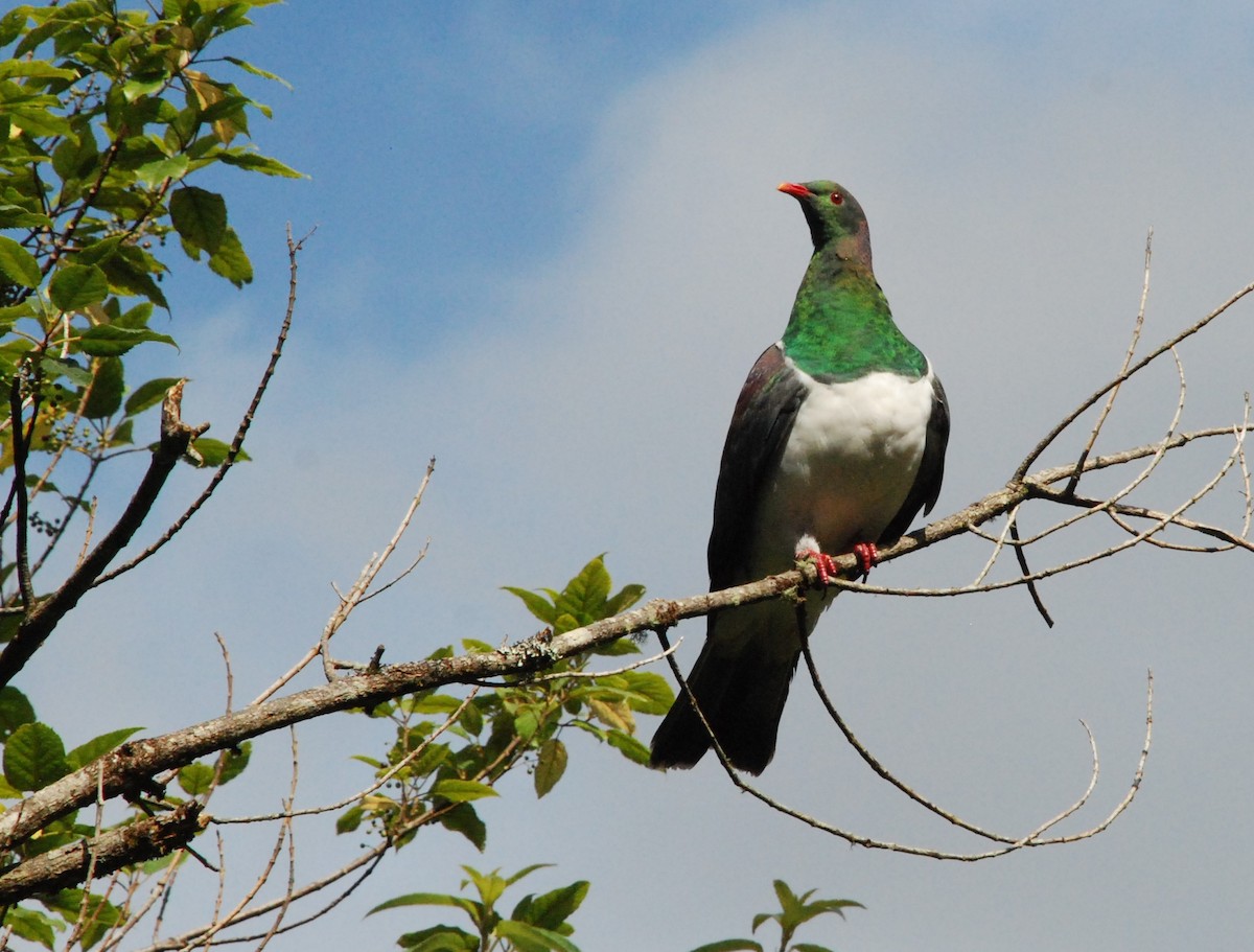New Zealand Pigeon - Andrew Plant