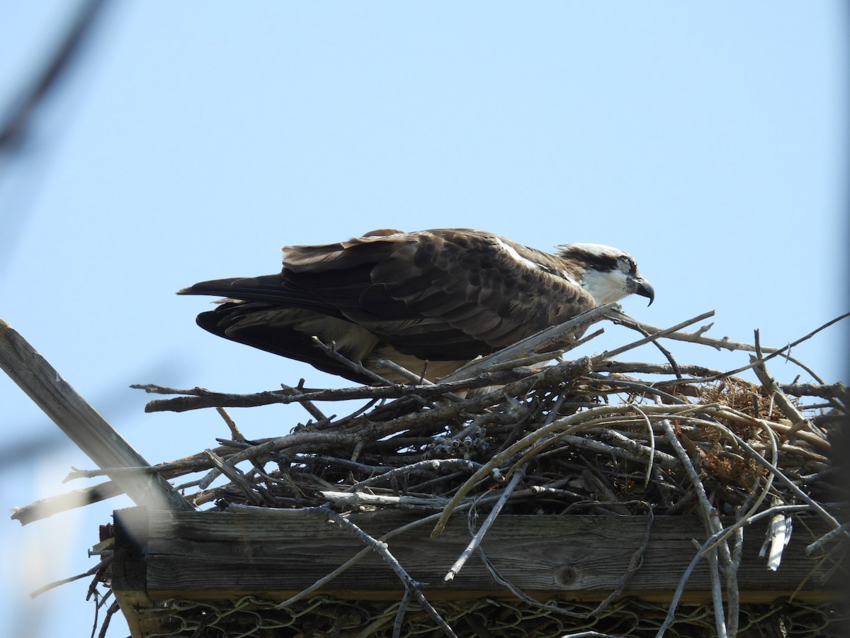 Osprey - Denise Rychlik