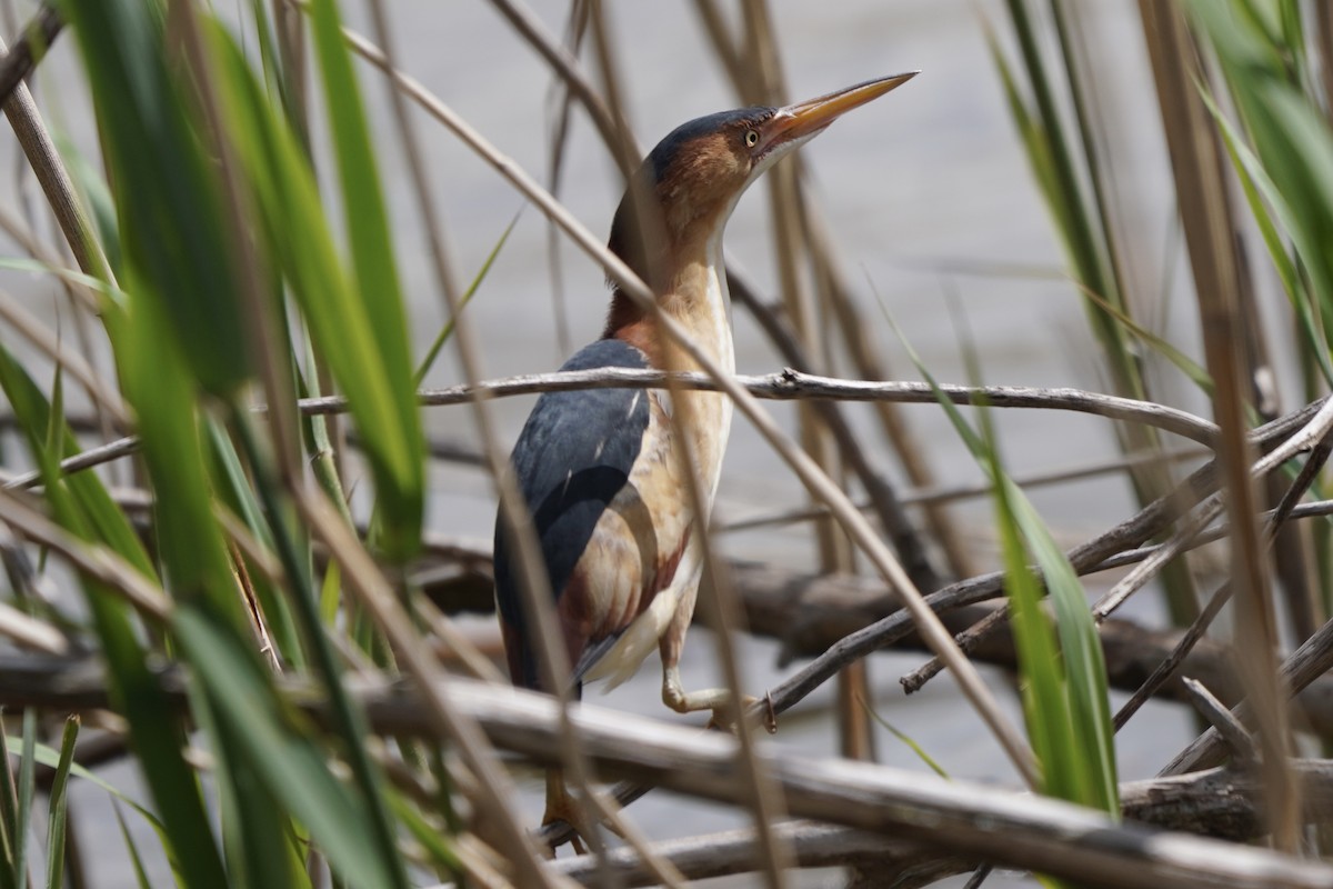 Least Bittern - Greg Hertler