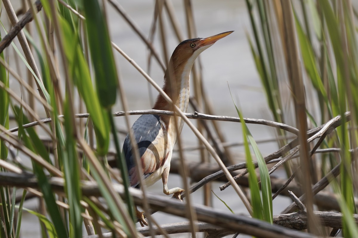 Least Bittern - Greg Hertler