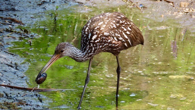 Limpkin - ML618856068