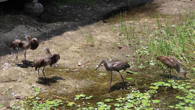 Limpkin - ML618856070