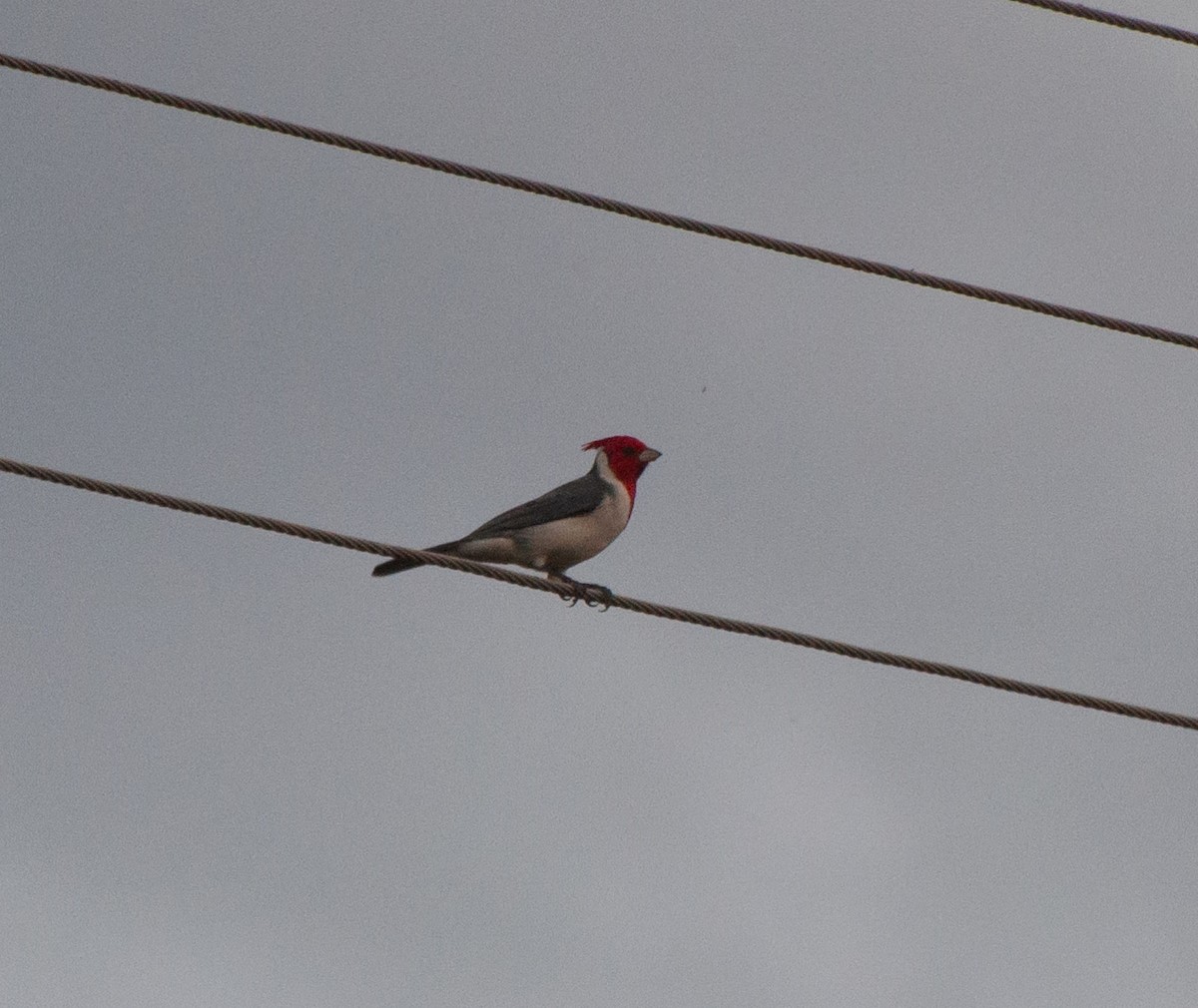 Red-crested Cardinal - Alan Hentz