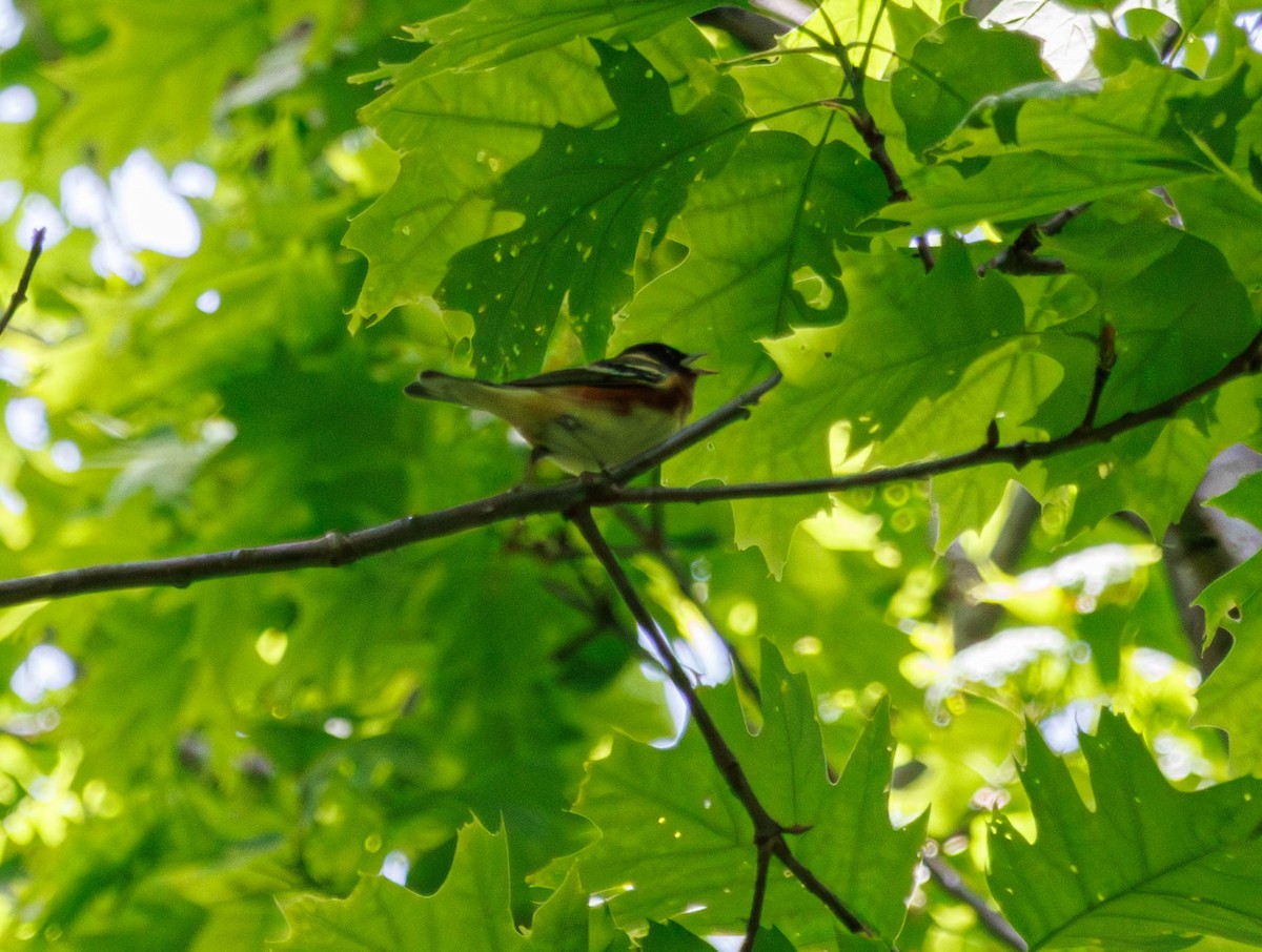 Bay-breasted Warbler - Michael Muchmore