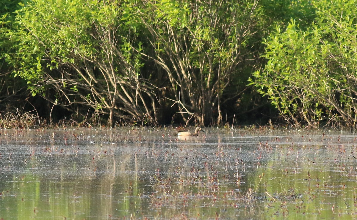 Blue-winged Teal - Bence Kokay