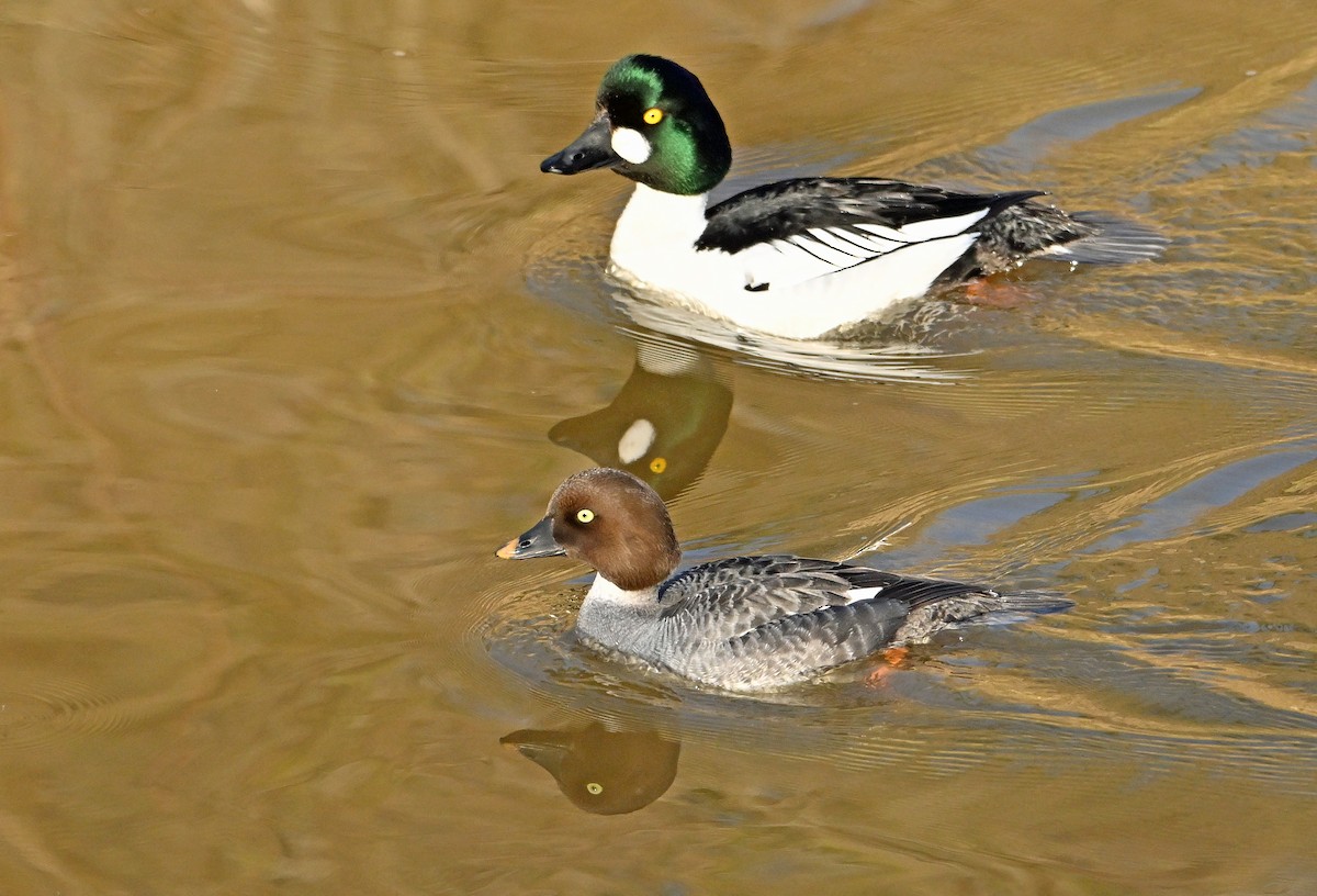 Common Goldeneye - Wayne Oakes