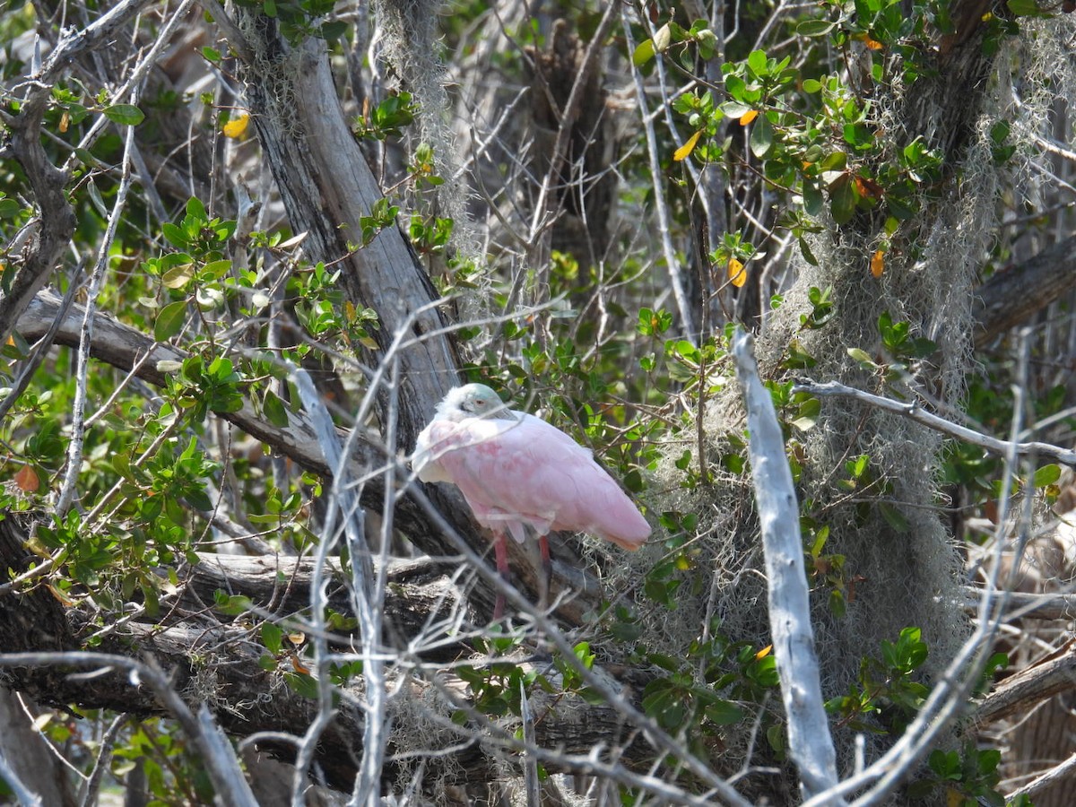 Roseate Spoonbill - ML618856096