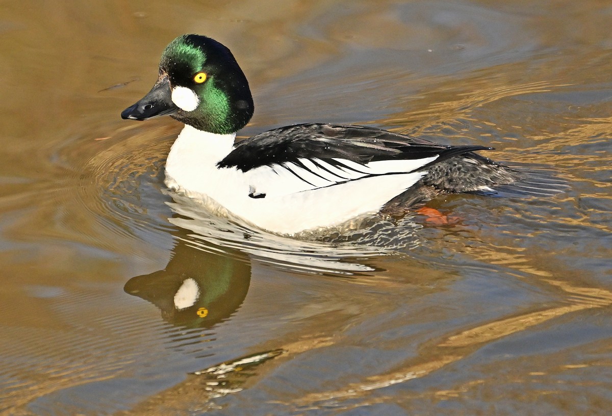 Common Goldeneye - Wayne Oakes