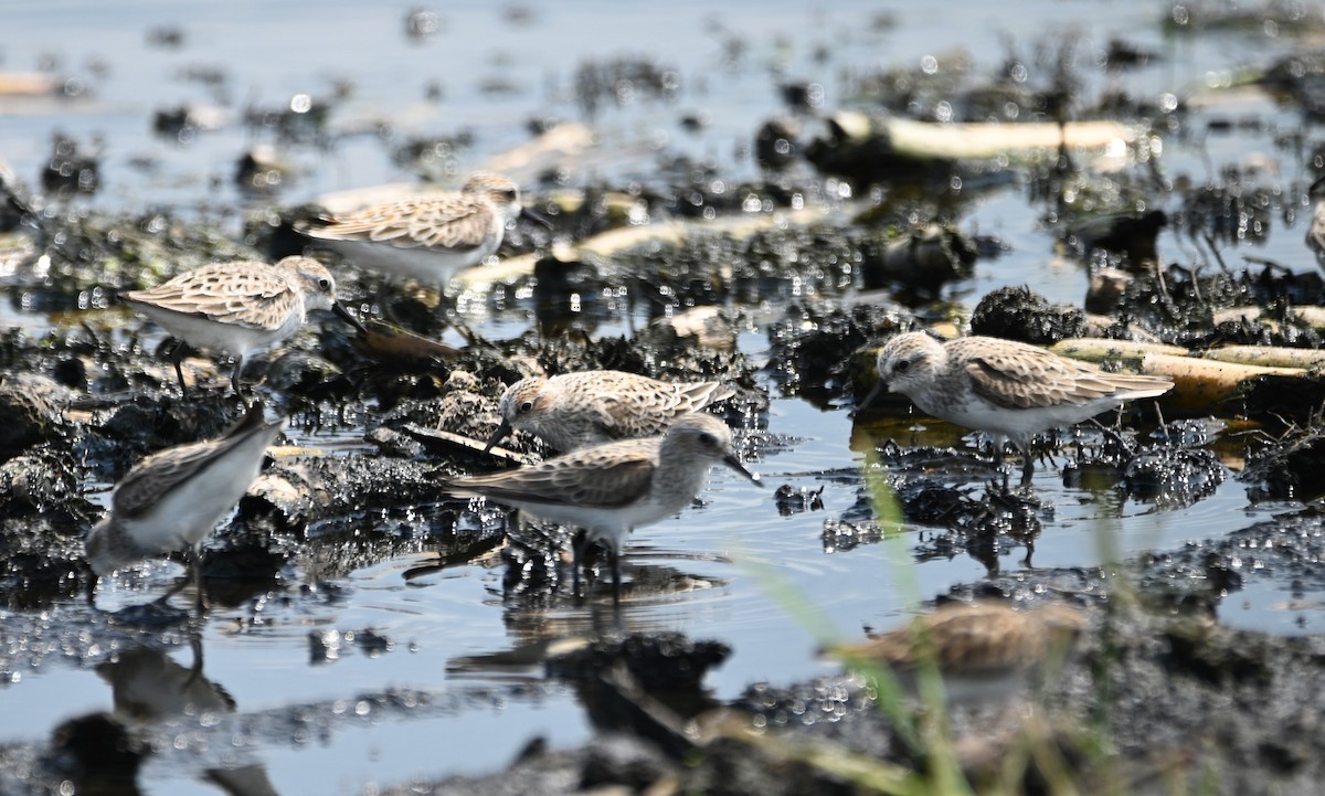 Semipalmated Sandpiper - Paula Gatrell