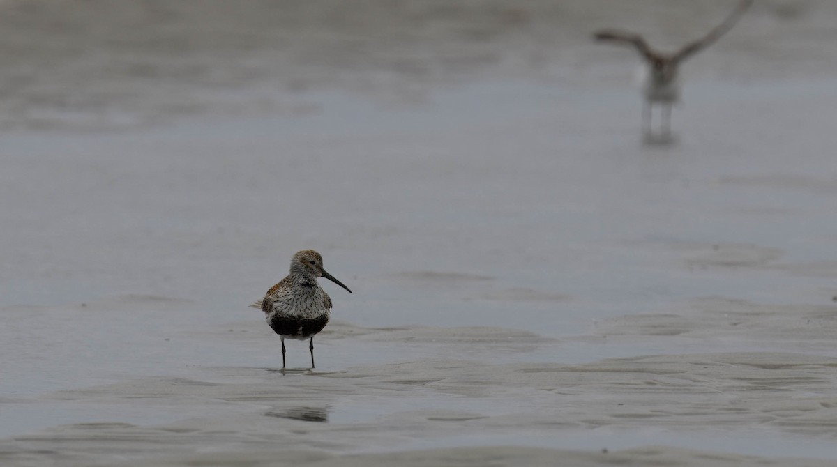 Dunlin - Douglas Hughes