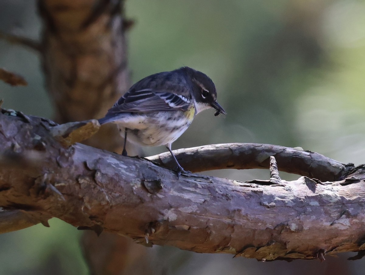 Yellow-rumped Warbler - burton balkind