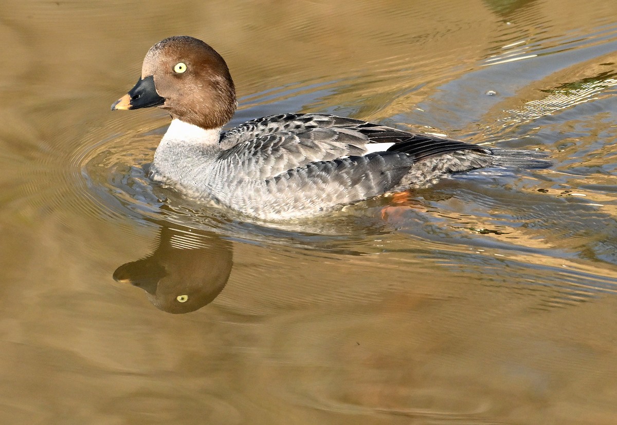 Common Goldeneye - Wayne Oakes