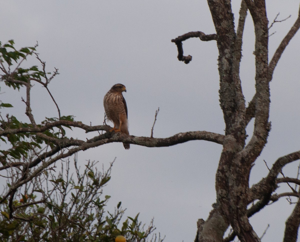 Roadside Hawk - Alan Hentz