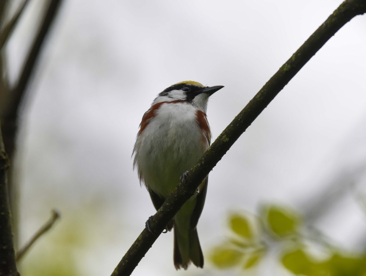 Chestnut-sided Warbler - Rich Ashcraft