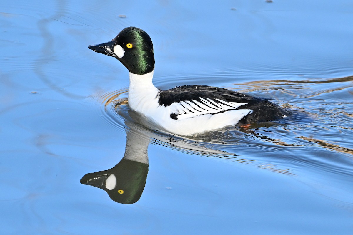 Common Goldeneye - Wayne Oakes