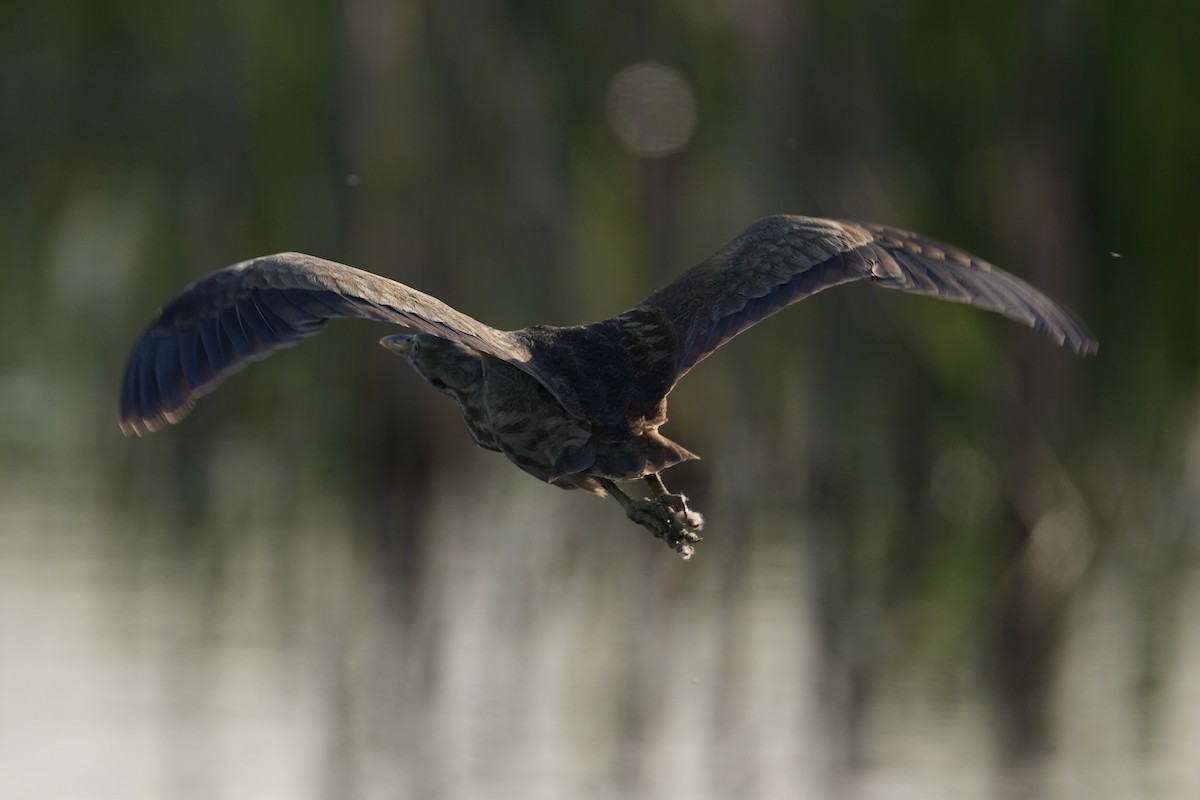 American Bittern - Donald Estep