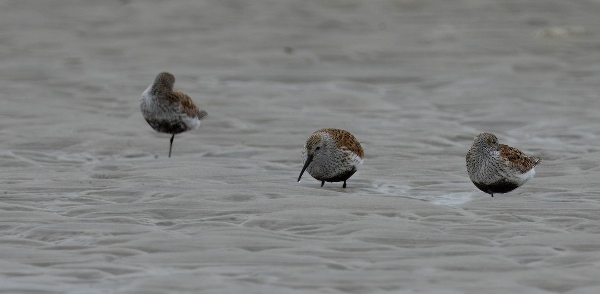 Dunlin - Douglas Hughes