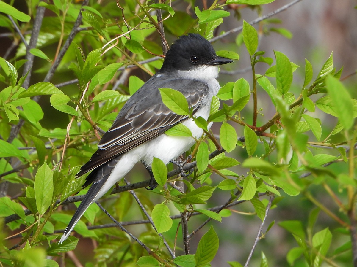 Eastern Kingbird - Stephen Hinck